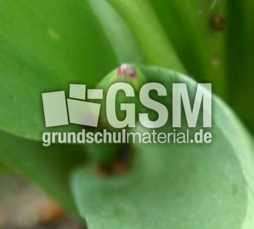 Maigloeckchen-Knospe.jpg